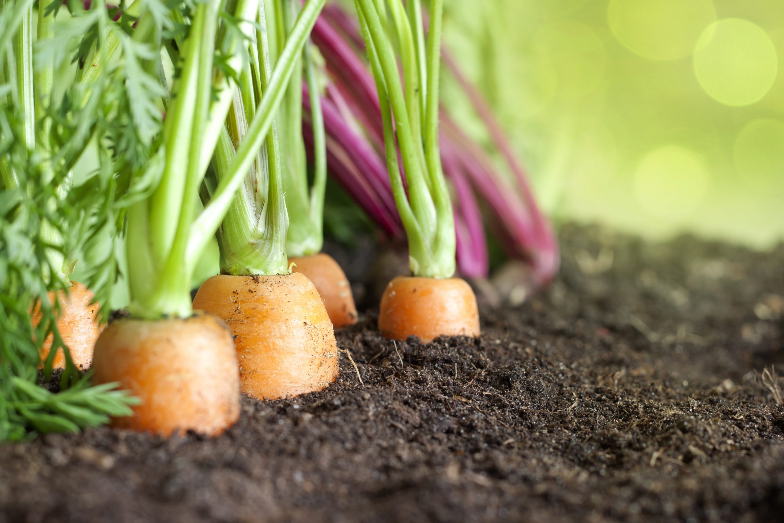 Ground vegetables. Овощи на грядке. Морковь на грядке. Овощи в земле. Морковь растет на грядке.